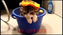 Funny Cats Compilation [Most See] Funny Cat Videos Ever Part 1