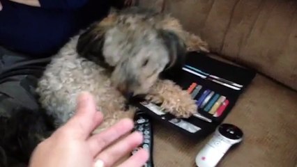 Cash Conscious Pup Won't Let Owner Go Shopping