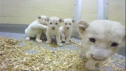 Quatre lionceaux blancs naissent à Toronto (8 semaines)