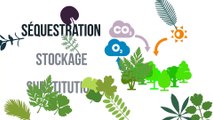  La gestion durable des forêts, vecteur de lutte contre les changements climatiques