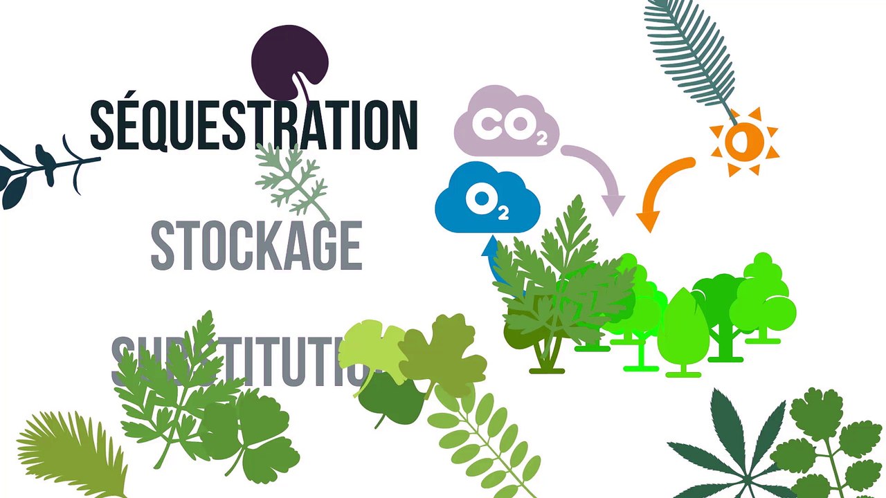  La gestion durable des forêts, vecteur de lutte contre les changements climatiques