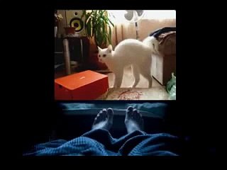 funny crazy cats 2015 Cat Dog TV