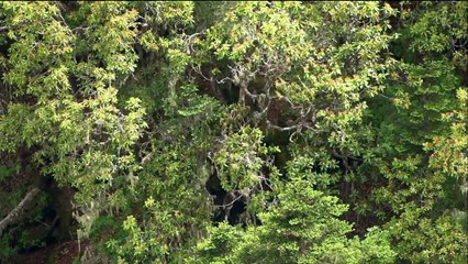 Video- Mystery Monkeys of Shangri-La - Watch Nature Online - PBS Video