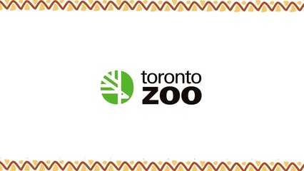 Quatre lionceaux blancs sont nes au zoo de Toronto