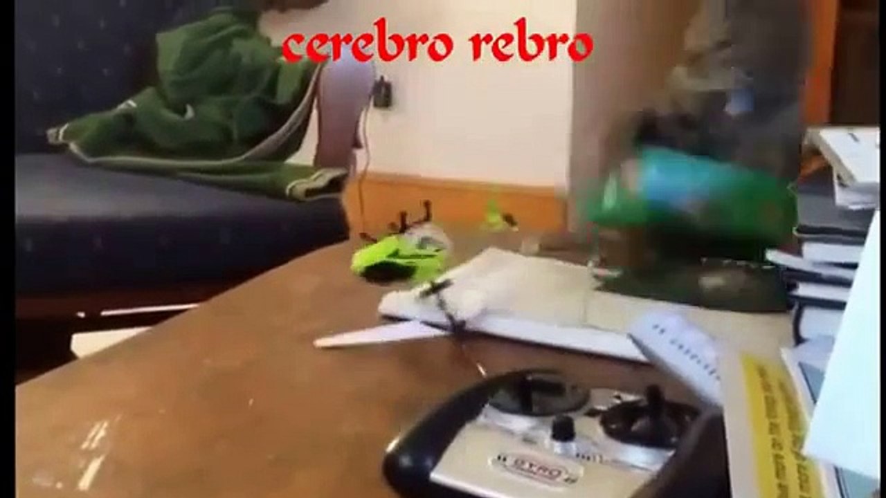 video humour animaux drole