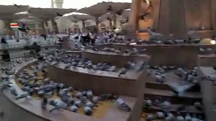 سبحان الله! مدینہ میں صبح کا روح پرور منظر، ویڈیو دیکھیں