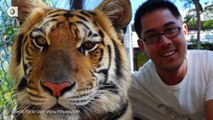 Tiger Selfies Banned in New York