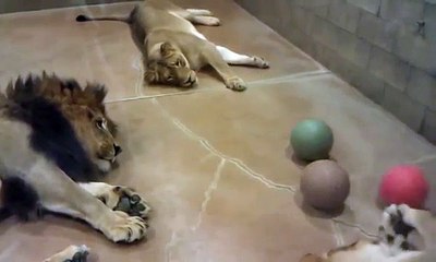 Lazy lion pride plays ball