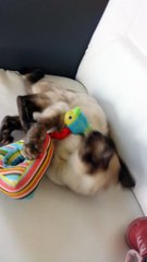 Femelle seal silver spotted lynx tabby point