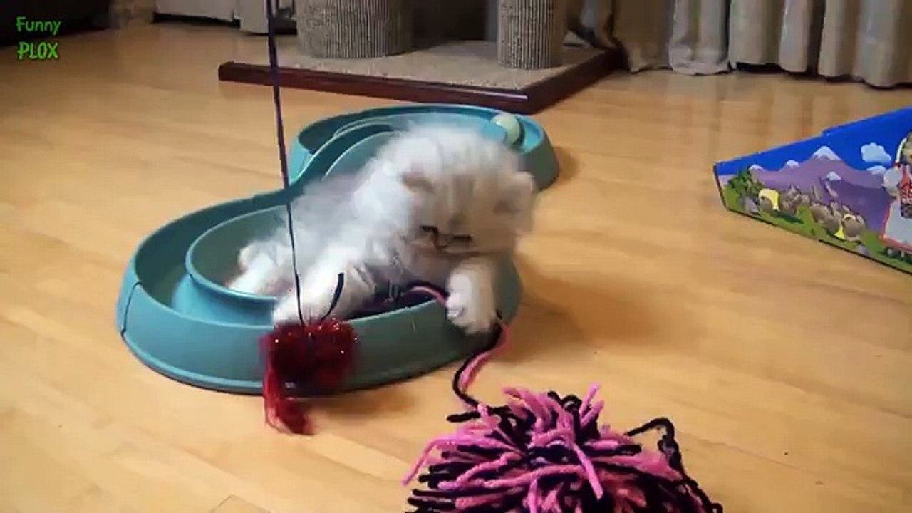 Cutest Teacup Puppies and Kittens Compilation 2015 [NEW HD]