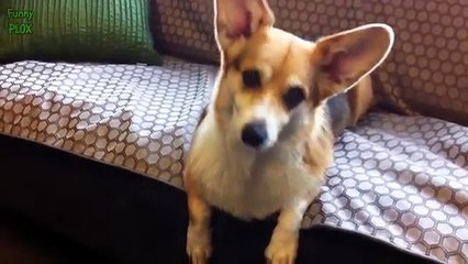 Cute Dog Head Tilt Compilation 2015 [NEW HD]