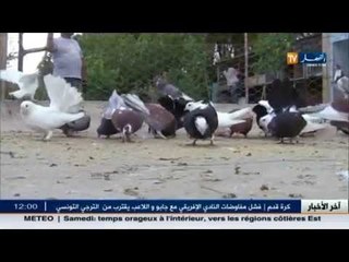 الشلف: محمد..حب وإهتمام بتربية الحمام