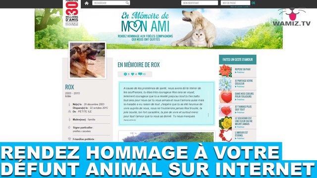 Rendez hommage à votre défunt animal sur internet ! Plus d'infos dans la minute chien #52