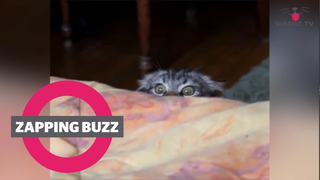 ZAPPINGBUZZ CHAT #22 WAMIZ TV