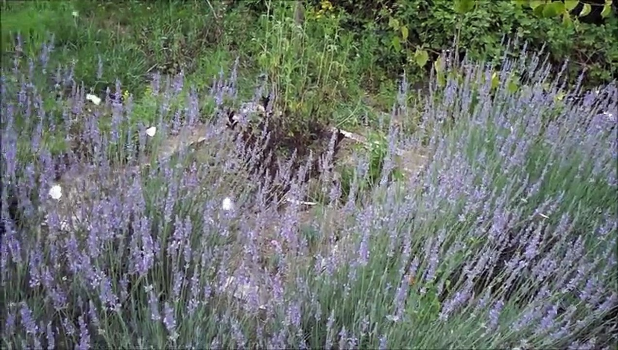 Dans les recoins de mon jardin - Rose BONTEMPS (2M2P)