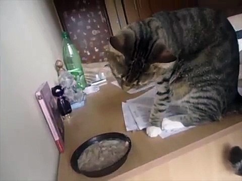 Cat Eating with its Paws
