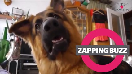 ZAPPINGBUZZ CHIEN #21 WAMIZ TV