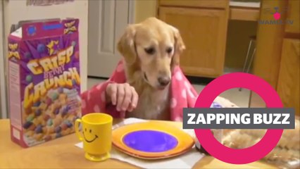 ZAPPINGBUZZ CHIEN #22 WAMIZ TV