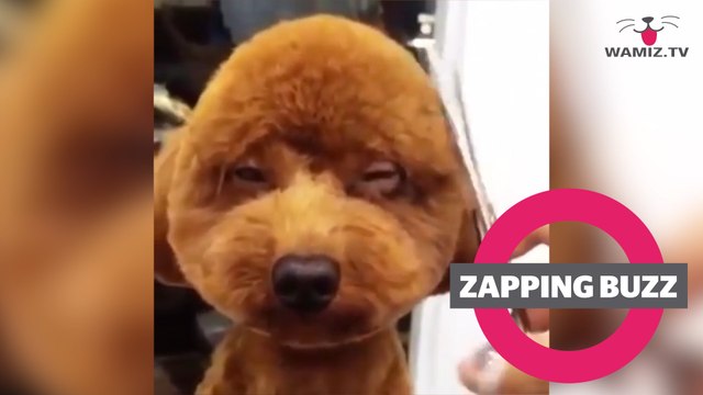 ZAPPINGBUZZ CHIEN #26 WAMIZ TV