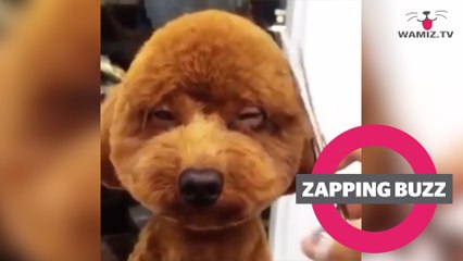 ZAPPINGBUZZ CHIEN #26 WAMIZ TV