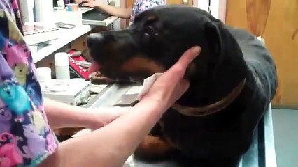 Popular Veterinary surgery & Surgery videos
