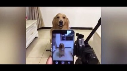 Amazing dog smiles on command for picture taken by owner