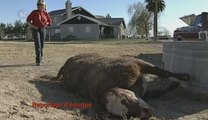 mutilations animales dans un ranch à Alamosa (USA)