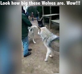 Ces loups géants sont impressionnant