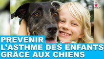 Prévenir l'asthme des enfants grâce aux chiens. Plus d'informations dans la minute chien #47