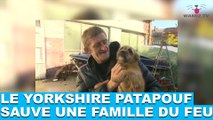 Le Yorkshire Patapouf donne l’alerte et sauve une famille du feu ! Tout de suite dans la minute chien #48
