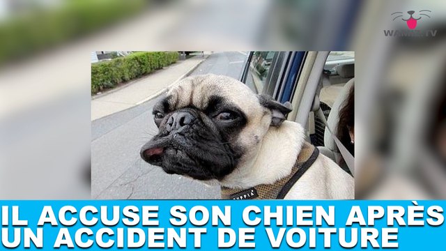 Il accuse son chien après un accident de voiture ! À suivre maintenant dans la minute chien #50