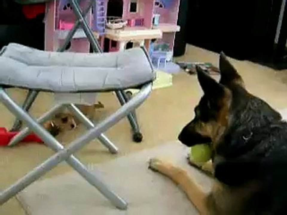 Un chiot s'attaque à un gros berger allemand... Adorable!