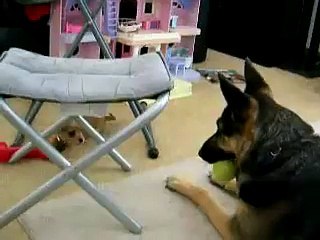 Video herunterladen: When a puppy attacks a big German Shepherd... Adorable pet!