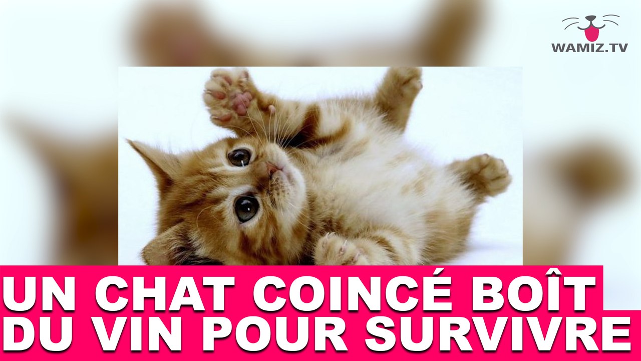 Coincé dans une cave à vin, un chat boît du vin pour survivre ! L'histoire dans la minute chat #48