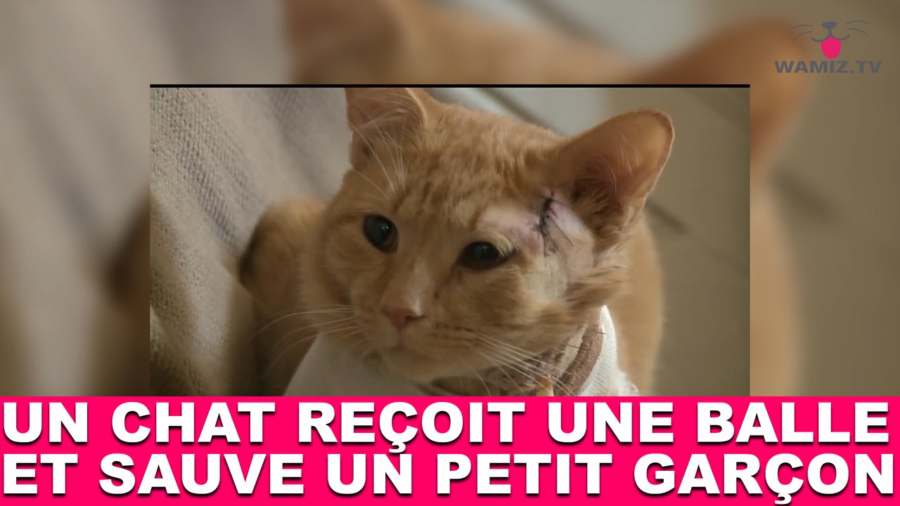 Un chat reçoit une balle perdue et sauve un petit garçon ! L'histoire dans la minute chat #49