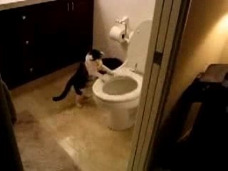 Un chat tire la chasse d'eau