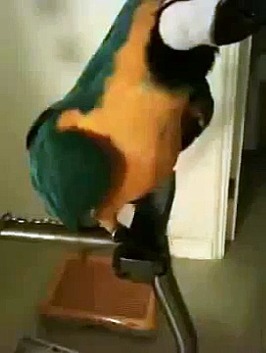 Le perroquet qui dit what the fuck