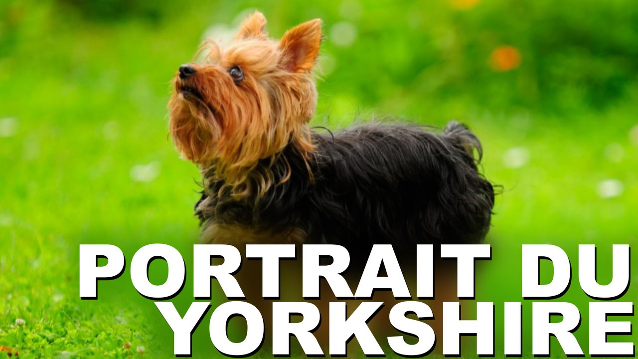 Portrait du chien de race Yorkshire