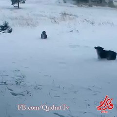 Our two Aussies lovin the snow and the drifts!  from Ashley