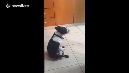 French bulldog dancing to Greek pop music