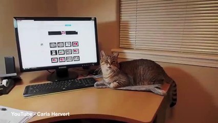 Behind the scenes of tabby cat BooBoo's photo shoots