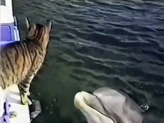кот играет с дельфином, cat playing with a dolphin