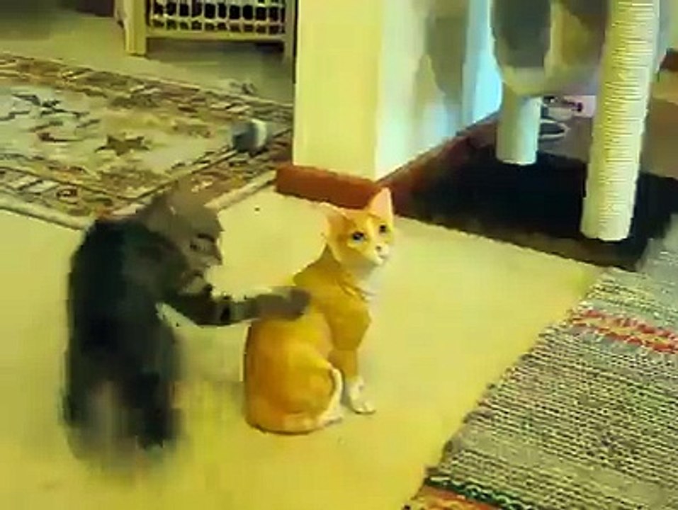 funny cat