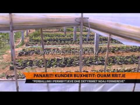 Panariti kundër buxhetit: Duam rritje - Top Channel Albania - News - Lajme
