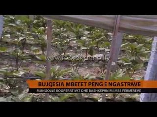 Bujqësia mbetet peng e ngastrave - Top Channel Albania - News - Lajme