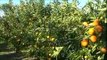Bujqësisë, çfarë duhet të mbjellin fermerët sipas zonave - Top Channel Albania - News - Lajme