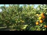 Bujqësisë, çfarë duhet të mbjellin fermerët sipas zonave - Top Channel Albania - News - Lajme