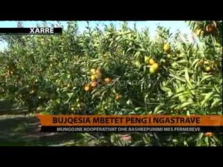 Bujqësia mbetet peng e ngastrave- Top Channel Albania - News - Lajme