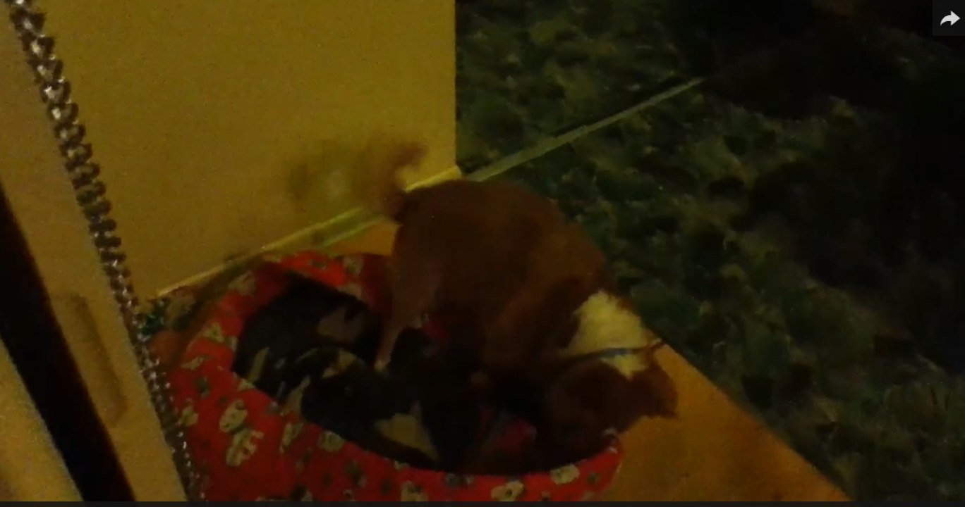 DOG HUMPING BED Part 2