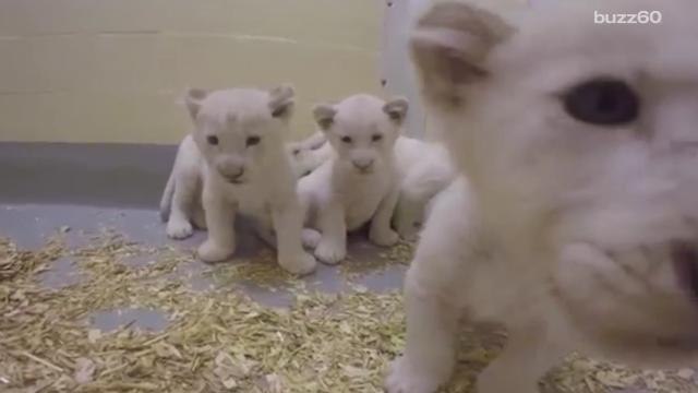 Toronto Zoo's lion cubs are growing up adorably